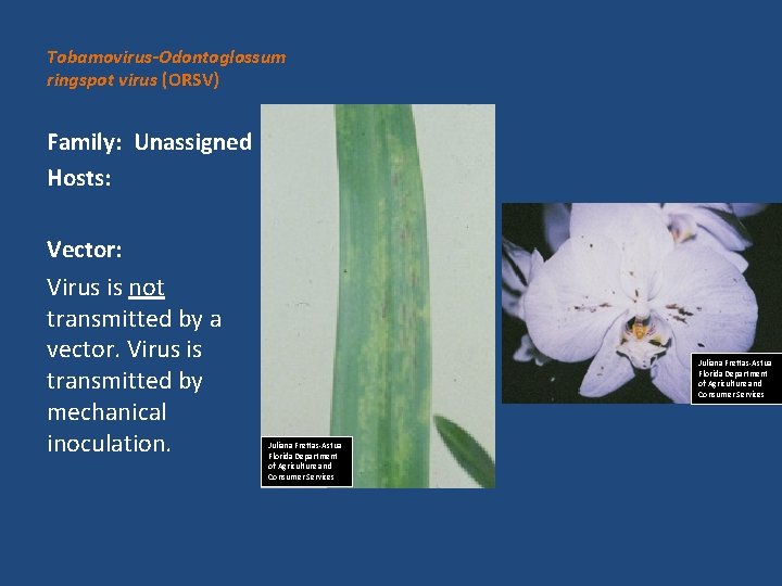 Tobamovirus-Odontoglossum ringspot virus (ORSV) Family: Unassigned Hosts: Vector: Virus is not transmitted by a
