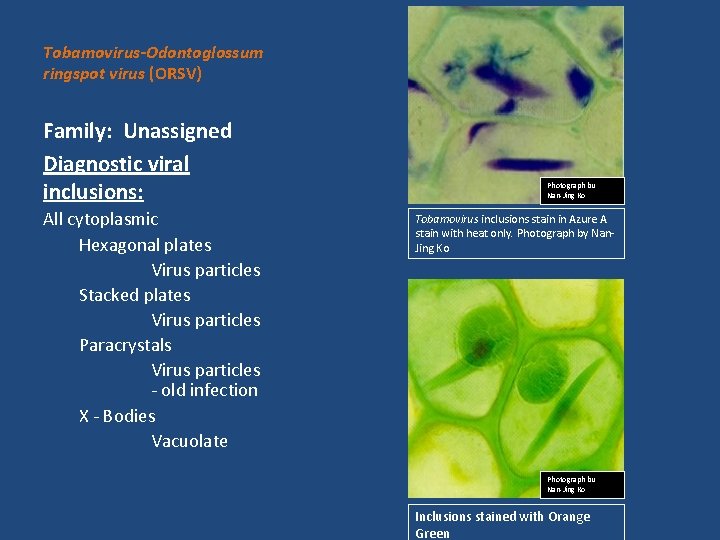 Tobamovirus-Odontoglossum ringspot virus (ORSV) Family: Unassigned Diagnostic viral inclusions: All cytoplasmic Hexagonal plates Virus