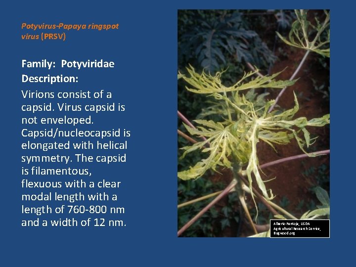 Potyvirus-Papaya ringspot virus (PRSV) Family: Potyviridae Description: Virions consist of a capsid. Virus capsid