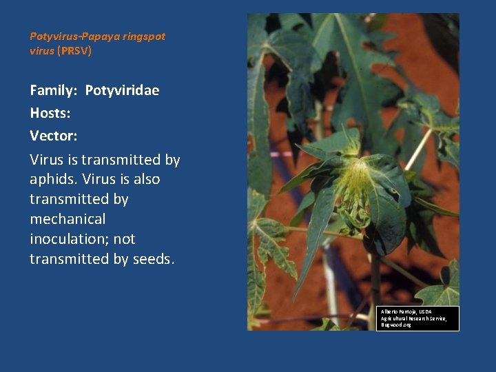 Potyvirus-Papaya ringspot virus (PRSV) Family: Potyviridae Hosts: Vector: Virus is transmitted by aphids. Virus
