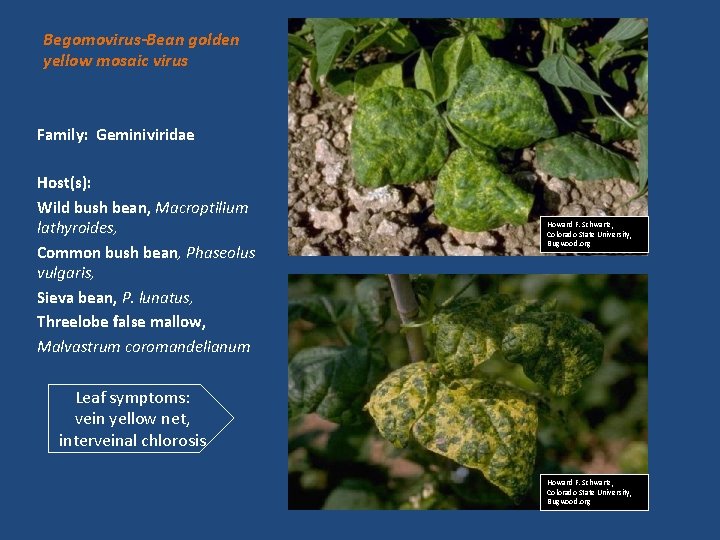 Begomovirus-Bean golden yellow mosaic virus Family: Geminiviridae Host(s): Wild bush bean, Macroptilium lathyroides, Common