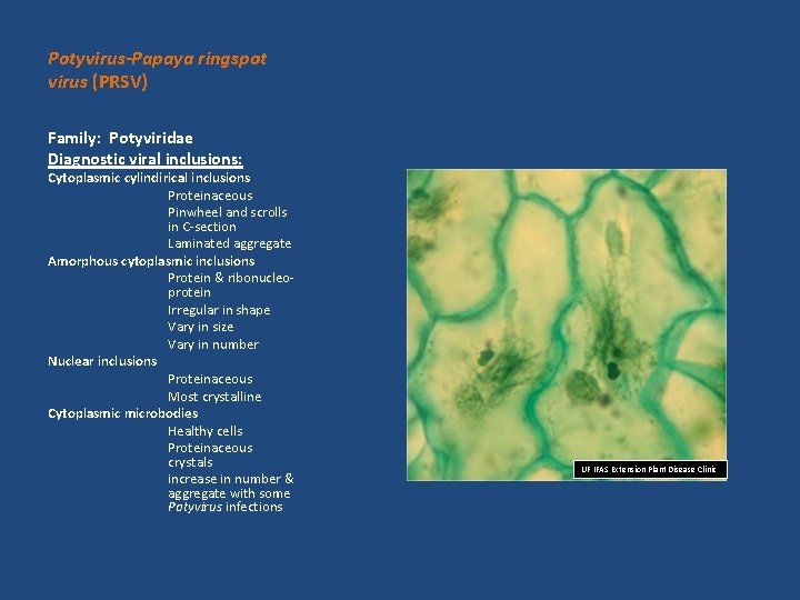 Potyvirus-Papaya ringspot virus (PRSV) Family: Potyviridae Diagnostic viral inclusions: Cytoplasmic cylindirical inclusions Proteinaceous Pinwheel