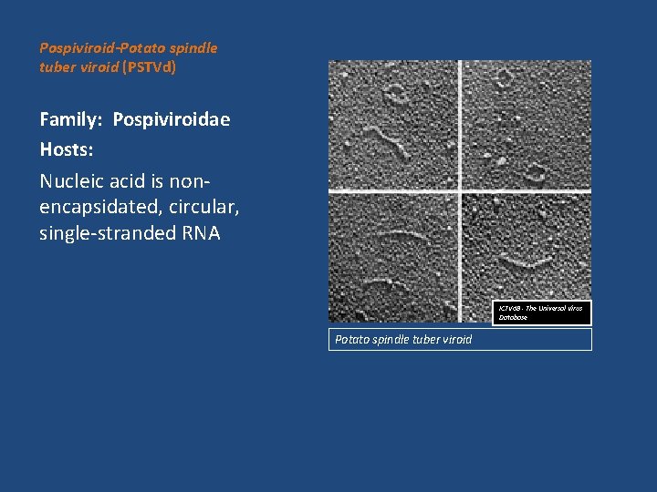 Pospiviroid-Potato spindle tuber viroid (PSTVd) Family: Pospiviroidae Hosts: Nucleic acid is nonencapsidated, circular, single-stranded