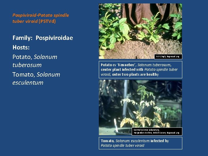 Pospiviroid-Potato spindle tuber viroid (PSTVd) Family: Pospiviroidae Hosts: Potato, Solanum tuberosum Tomato, Solanum esculentum