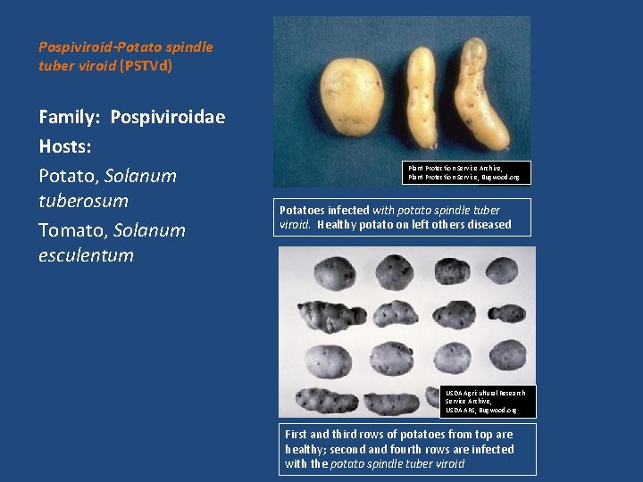 Pospiviroid-Potato spindle tuber viroid (PSTVd) Family: Pospiviroidae Hosts: Potato, Solanum tuberosum Tomato, Solanum esculentum