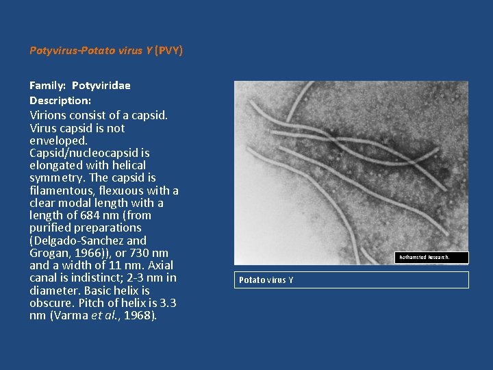 Potyvirus-Potato virus Y (PVY) Family: Potyviridae Description: Virions consist of a capsid. Virus capsid