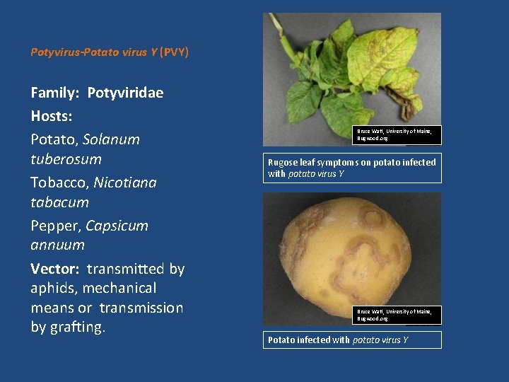 Potyvirus-Potato virus Y (PVY) Family: Potyviridae Hosts: Potato, Solanum tuberosum Tobacco, Nicotiana tabacum Pepper,