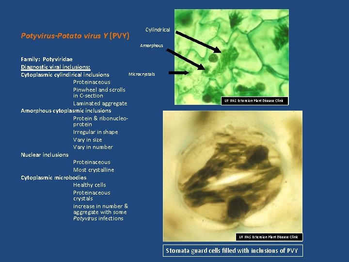 Potyvirus-Potato virus Y (PVY) Cylindrical Amorphous Family: Potyviridae Diagnostic viral inclusions: Microcrystals Cytoplasmic cylindirical