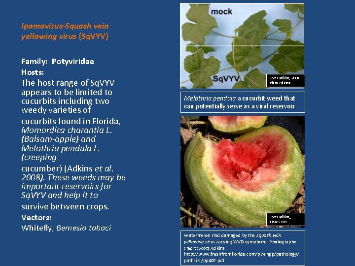 Ipomovirus-Squash vein yellowing virus (Sq. VYV) Family: Potyviridae Hosts: The host range of Sq.