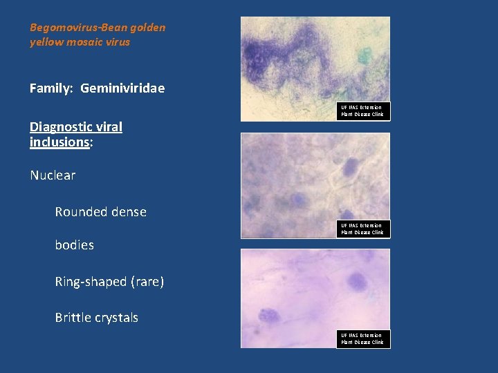 Begomovirus-Bean golden yellow mosaic virus Family: Geminiviridae Diagnostic viral inclusions: UF IFAS Extension Plant