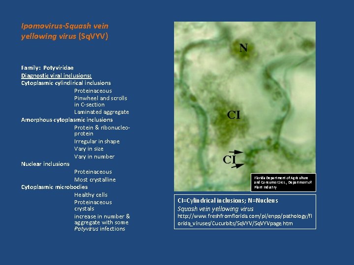 Ipomovirus-Squash vein yellowing virus (Sq. VYV) Family: Potyviridae Diagnostic viral inclusions: Cytoplasmic cylindirical inclusions