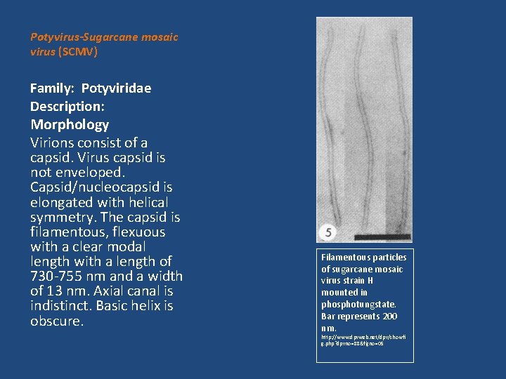 Potyvirus-Sugarcane mosaic virus (SCMV) Family: Potyviridae Description: Morphology Virions consist of a capsid. Virus