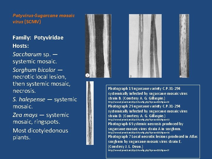 Potyvirus-Sugarcane mosaic virus (SCMV) Family: Potyviridae Hosts: Saccharum sp. — systemic mosaic. Sorghum bicolor