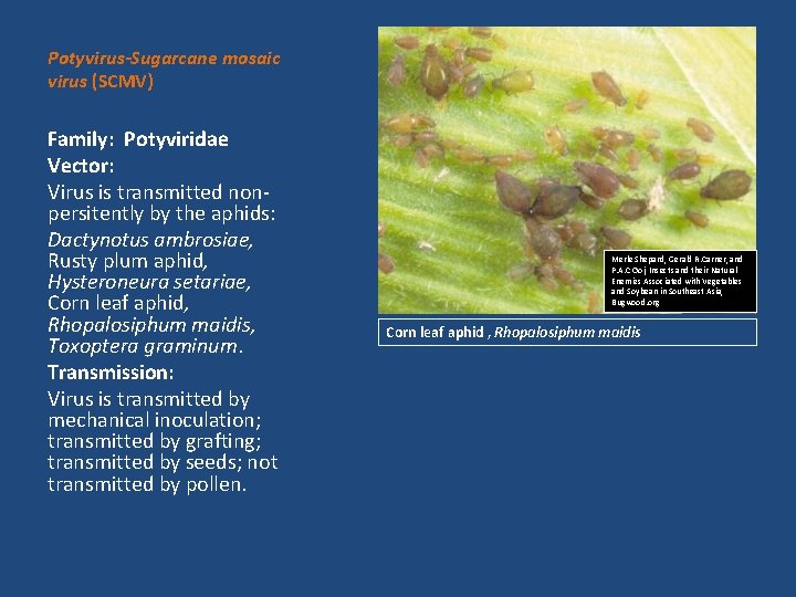 Potyvirus-Sugarcane mosaic virus (SCMV) Family: Potyviridae Vector: Virus is transmitted nonpersitently by the aphids: