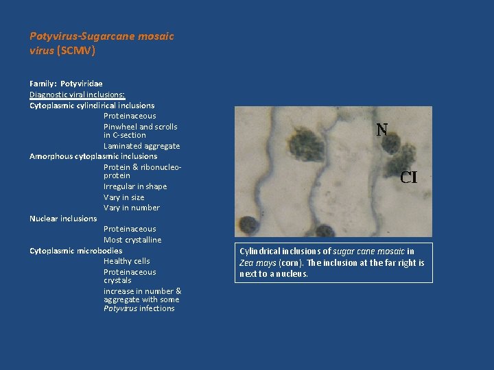 Potyvirus-Sugarcane mosaic virus (SCMV) Family: Potyviridae Diagnostic viral inclusions: Cytoplasmic cylindirical inclusions Proteinaceous Pinwheel