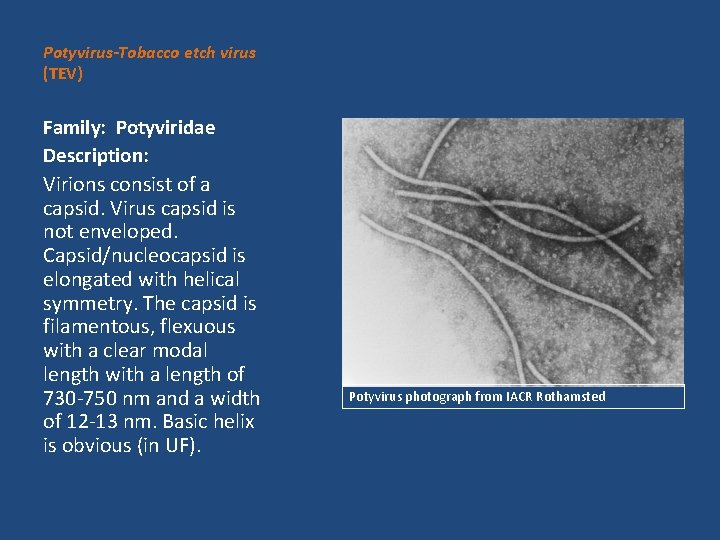 Potyvirus-Tobacco etch virus (TEV) Family: Potyviridae Description: Virions consist of a capsid. Virus capsid