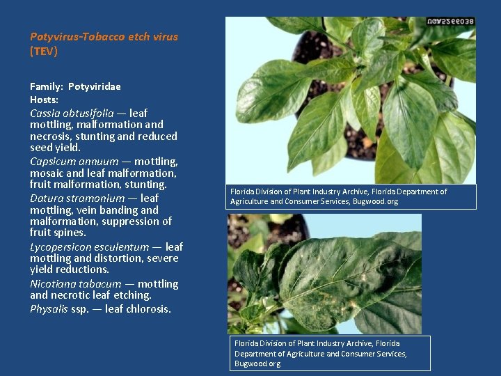 Potyvirus-Tobacco etch virus (TEV) Family: Potyviridae Hosts: Cassia obtusifolia — leaf mottling, malformation and