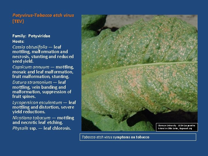 Potyvirus-Tobacco etch virus (TEV) Family: Potyviridae Hosts: Cassia obtusifolia — leaf mottling, malformation and