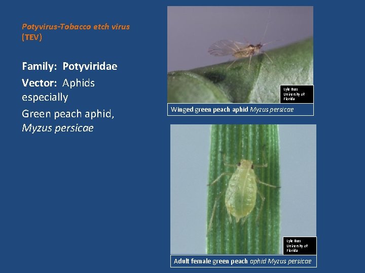 Potyvirus-Tobacco etch virus (TEV) Family: Potyviridae Vector: Aphids especially Green peach aphid, Myzus persicae