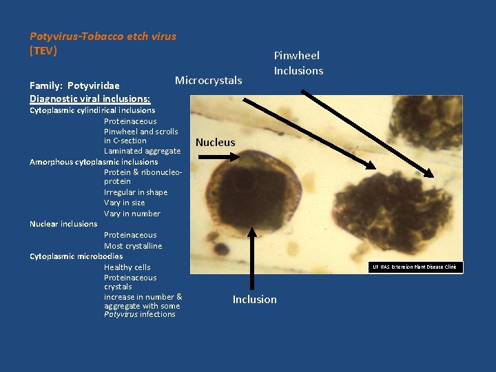 Potyvirus-Tobacco etch virus (TEV) Family: Potyviridae Diagnostic viral inclusions: Microcrystals Cytoplasmic cylindirical inclusions Proteinaceous