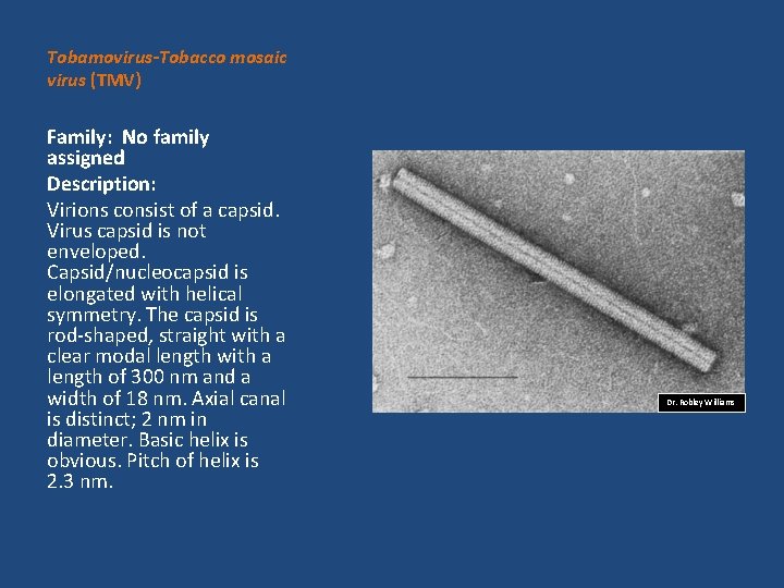 Tobamovirus-Tobacco mosaic virus (TMV) Family: No family assigned Description: Virions consist of a capsid.