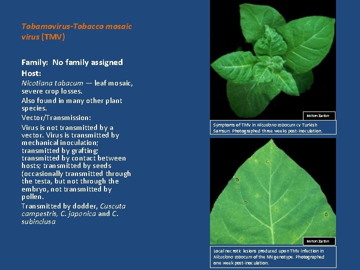  Tobamovirus-Tobacco mosaic virus (TMV) Family: No family assigned Host: Nicotiana tabacum — leaf