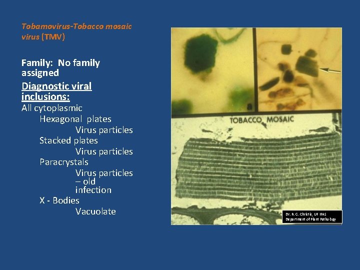 Tobamovirus-Tobacco mosaic virus (TMV) Family: No family assigned Diagnostic viral inclusions: All cytoplasmic Hexagonal