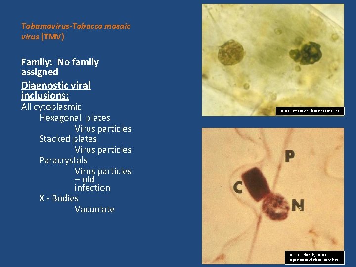 Tobamovirus-Tobacco mosaic virus (TMV) Family: No family assigned Diagnostic viral inclusions: All cytoplasmic Hexagonal