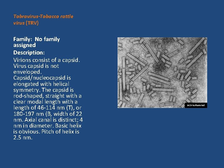 Tobravirus-Tobacco rattle virus (TRV) Family: No family assigned Description: Virions consist of a capsid.