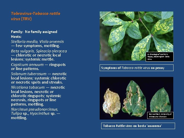 Tobravirus-Tobacco rattle virus (TRV) Family: No family assigned Hosts: Stellaria media, Viola arvensis —