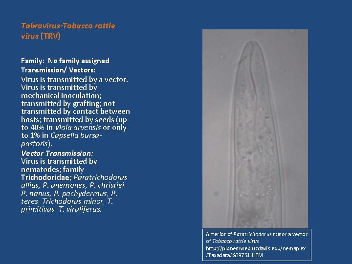 Tobravirus-Tobacco rattle virus (TRV) Family: No family assigned Transmission/ Vectors: Virus is transmitted by