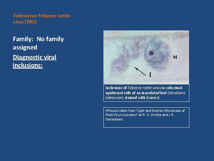 Tobravirus-Tobacco rattle virus (TRV) Family: No family assigned Diagnostic viral inclusions: Inclusions of Tobacco