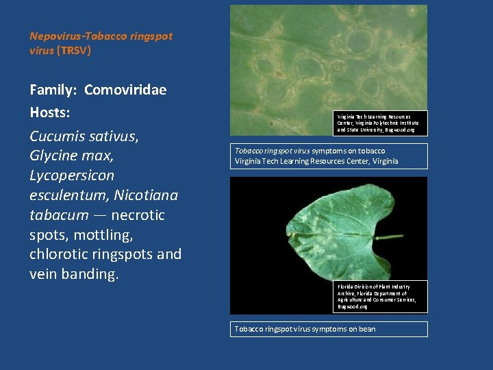 Nepovirus-Tobacco ringspot virus (TRSV) Family: Comoviridae Hosts: Cucumis sativus, Glycine max, Lycopersicon esculentum, Nicotiana