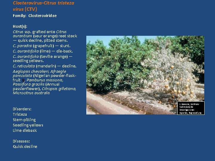 Closterovirus-Citrus tristeza virus (CTV) Family: Closteroviridae Host(s): Citrus ssp. grafted onto Citrus aurantium (sour