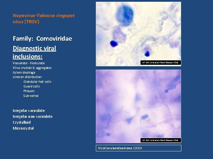 Nepovirus-Tobacco ringspot virus (TRSV) Family: Comoviridae Diagnostic viral inclusions: Vacuolate - Vesiculate Virus crystals