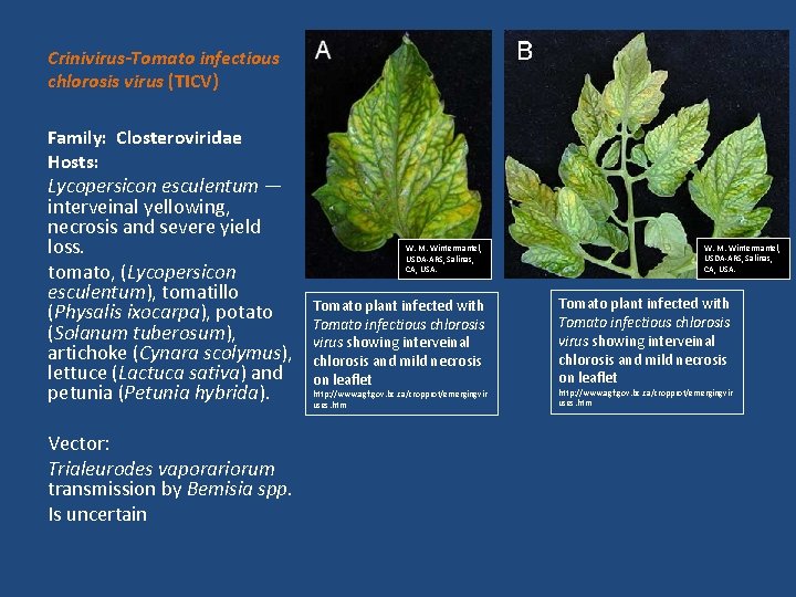 Crinivirus-Tomato infectious chlorosis virus (TICV) Family: Closteroviridae Hosts: Lycopersicon esculentum — interveinal yellowing, necrosis