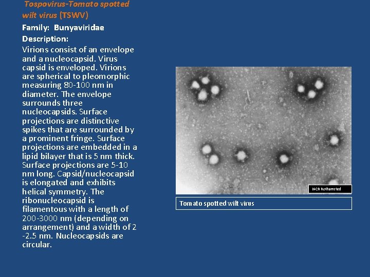  Tospovirus-Tomato spotted wilt virus (TSWV) Family: Bunyaviridae Description: Virions consist of an envelope