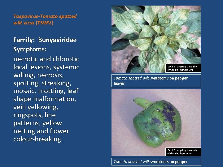 Tospovirus-Tomato spotted wilt virus (TSWV) Family: Bunyaviridae Symptoms: necrotic and chlorotic local lesions, systemic