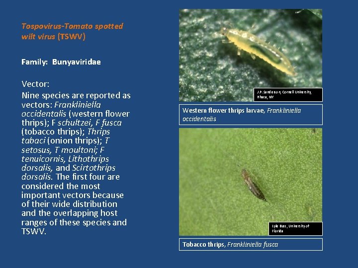 Tospovirus-Tomato spotted wilt virus (TSWV) Family: Bunyaviridae Vector: Nine species are reported as vectors: