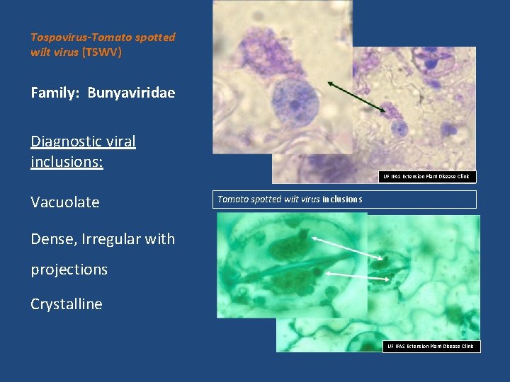 Tospovirus-Tomato spotted wilt virus (TSWV) Family: Bunyaviridae Diagnostic viral inclusions: UF IFAS Extension Plant