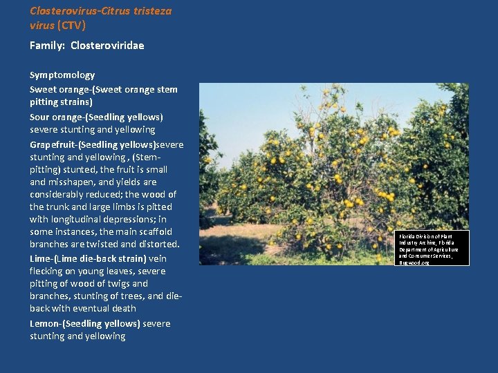 Closterovirus-Citrus tristeza virus (CTV) Family: Closteroviridae Symptomology Sweet orange-(Sweet orange stem pitting strains) Sour