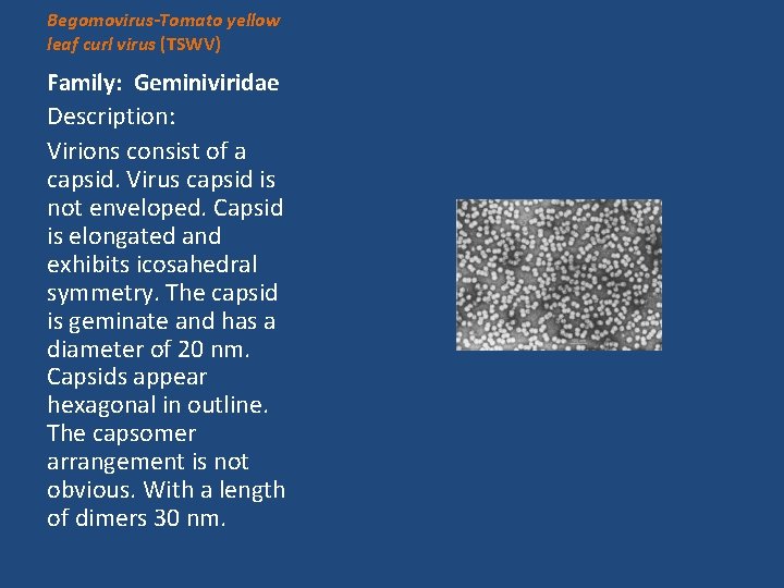 Begomovirus-Tomato yellow leaf curl virus (TSWV) Family: Geminiviridae Description: Virions consist of a capsid.