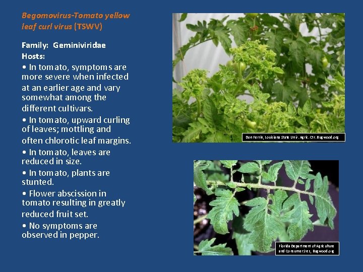 Begomovirus-Tomato yellow leaf curl virus (TSWV) Family: Geminiviridae Hosts: • In tomato, symptoms are