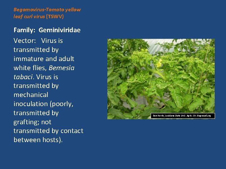 Begomovirus-Tomato yellow leaf curl virus (TSWV) Family: Geminiviridae Vector: Virus is transmitted by immature