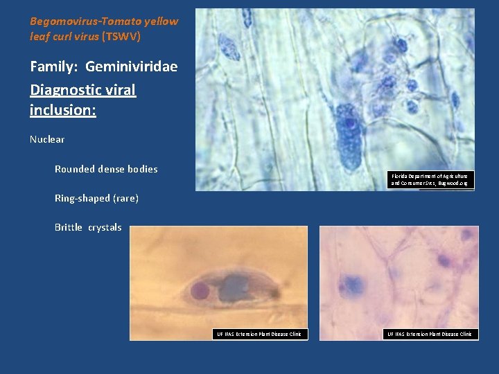 Begomovirus-Tomato yellow leaf curl virus (TSWV) Family: Geminiviridae Diagnostic viral inclusion: Nuclear Rounded dense