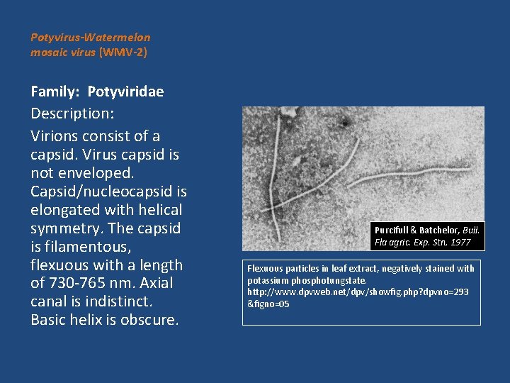 Potyvirus-Watermelon mosaic virus (WMV-2) Family: Potyviridae Description: Virions consist of a capsid. Virus capsid