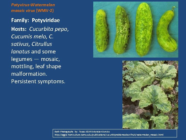 Potyvirus-Watermelon mosaic virus (WMV-2) Family: Potyviridae Hosts: Cucurbita pepo, Cucumis melo, C. sativus, Citrullus