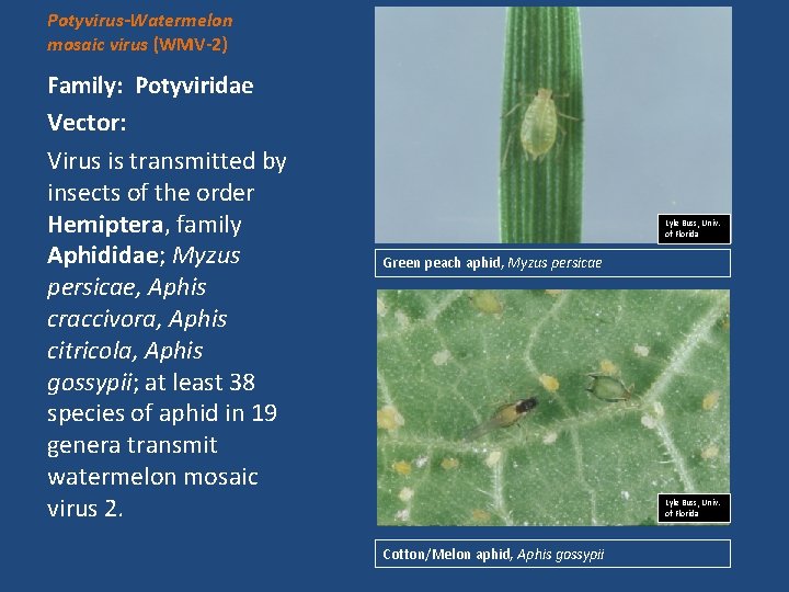 Potyvirus-Watermelon mosaic virus (WMV-2) Family: Potyviridae Vector: Virus is transmitted by insects of the