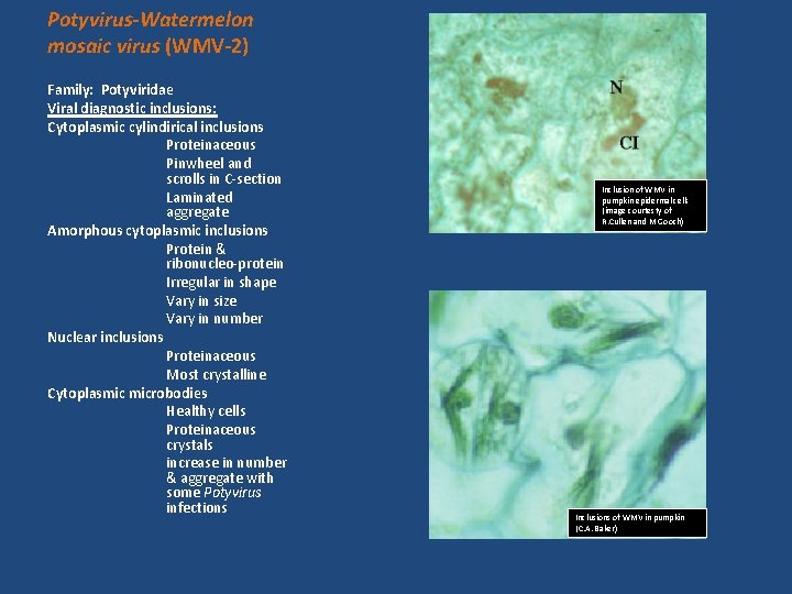 Potyvirus-Watermelon mosaic virus (WMV-2) Family: Potyviridae Viral diagnostic inclusions: Cytoplasmic cylindirical inclusions Proteinaceous Pinwheel