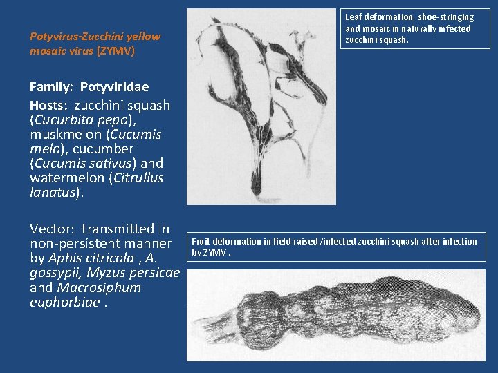 Potyvirus-Zucchini yellow mosaic virus (ZYMV) Leaf deformation, shoe-stringing and mosaic in naturally infected zucchini